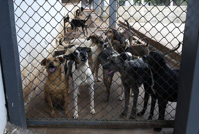 Câmara sediará audiência para debater a situação dos animais de rua