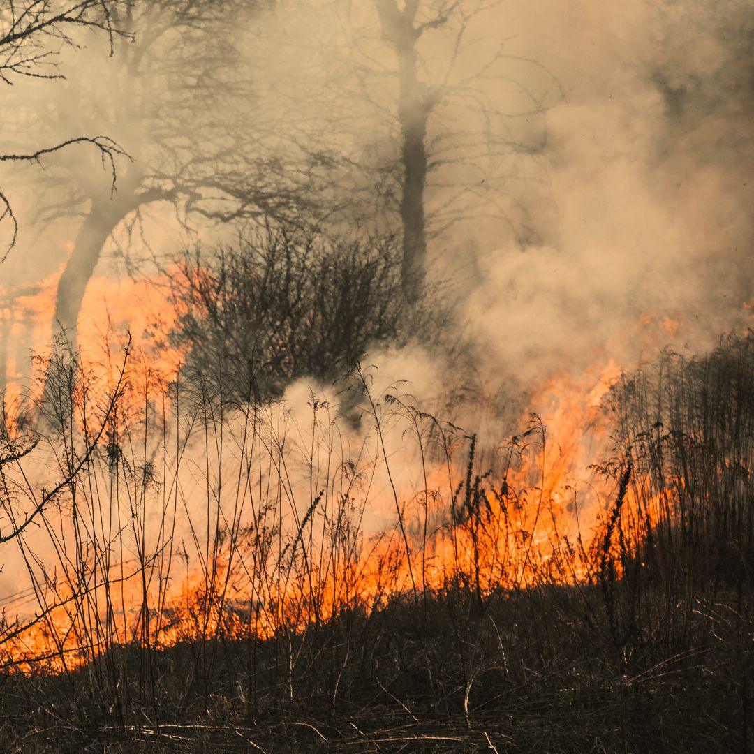 Incêndio na mata